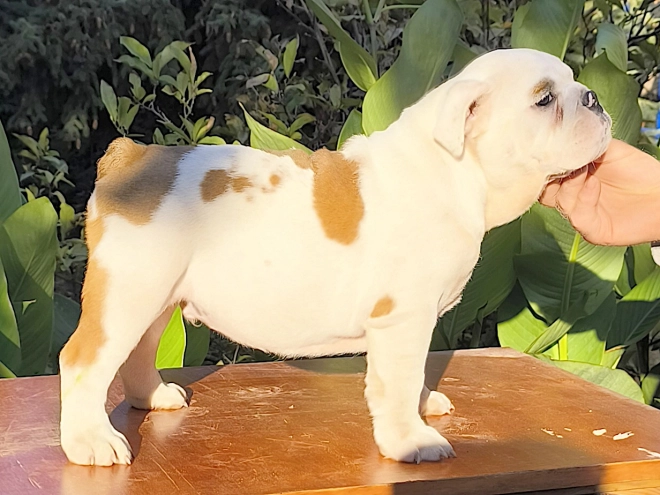 Bulldog puppy for sale