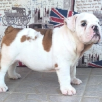 Rambo, Yellow white Bulldogge Welpen kaufen