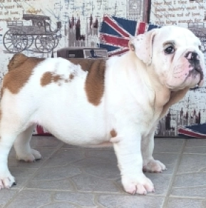 Bulldog puppy for sale
