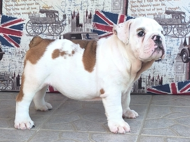 Bulldog puppy for sale