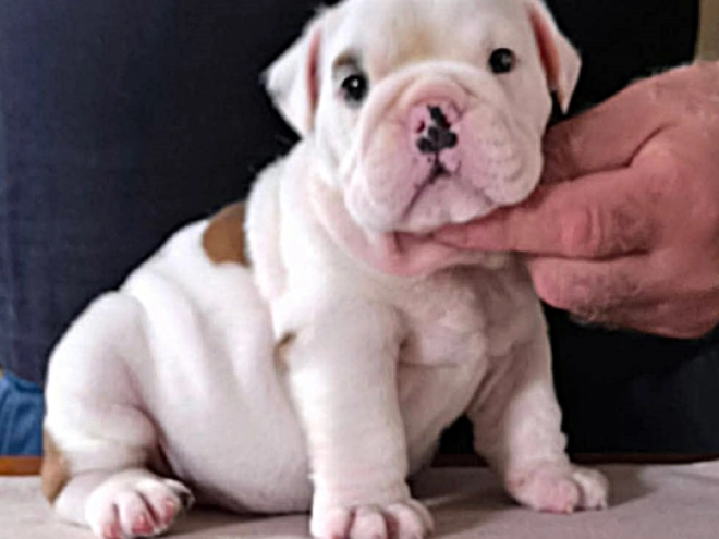 Bulldog puppy for sale