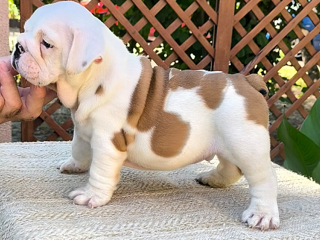 Bulldog puppy for sale