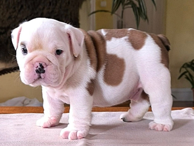 Bulldog puppy for sale