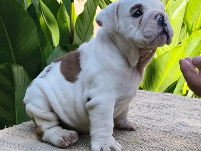 Bulldog puppy for sale