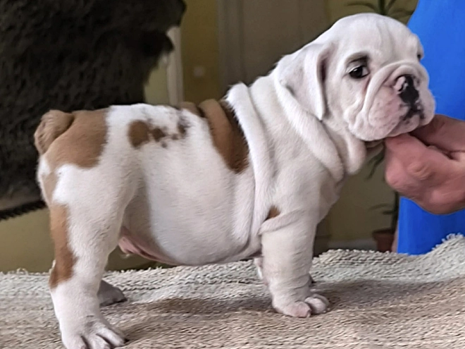 Bulldog puppy for sale