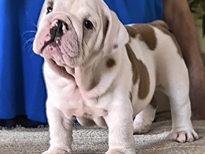 Bulldog puppy for sale