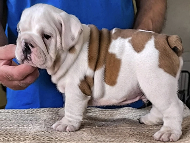Bulldog puppy for sale