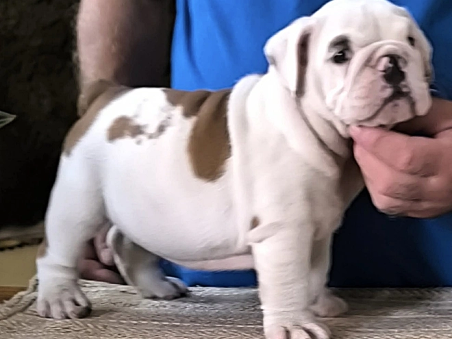 Bulldog puppy for sale