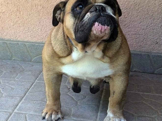Bulldog puppy for sale