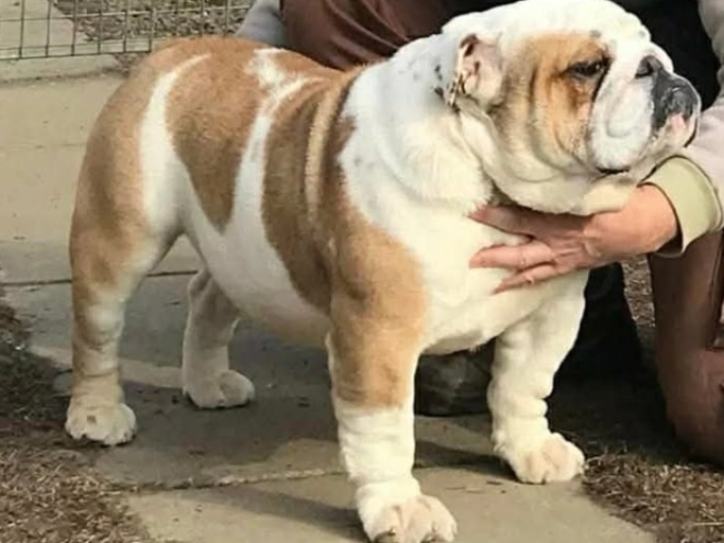 Bulldog puppy for sale