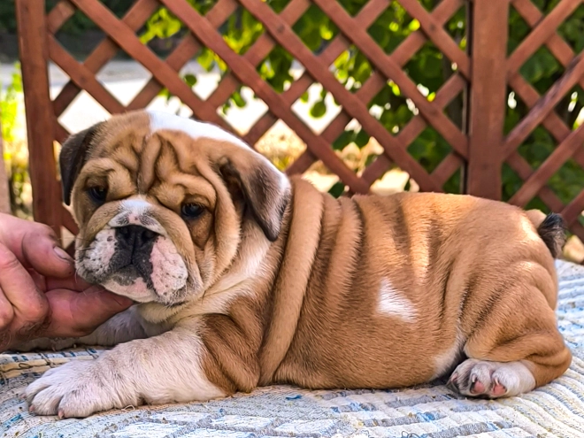 Bulldog puppy for sale