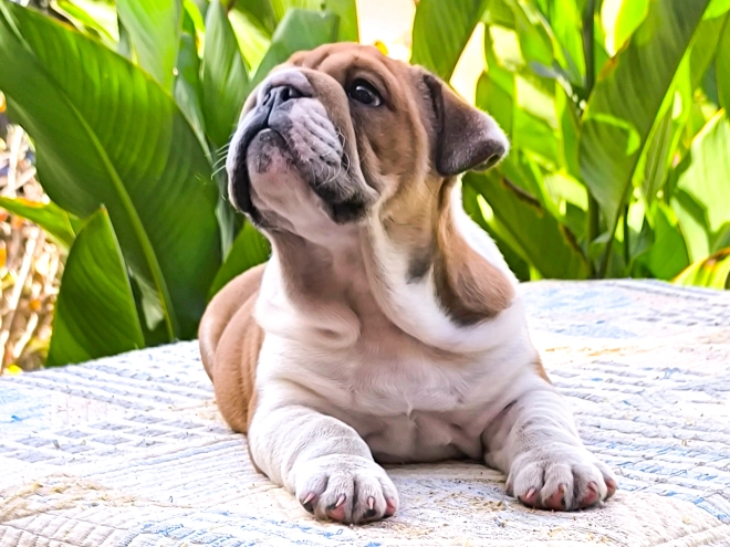 Bulldog puppy for sale
