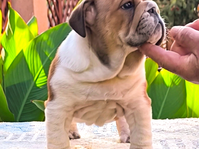 Bulldog puppy for sale
