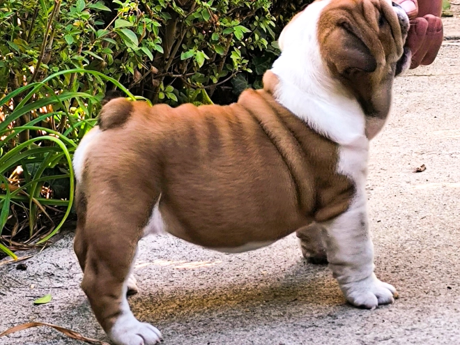 Bulldog puppy for sale