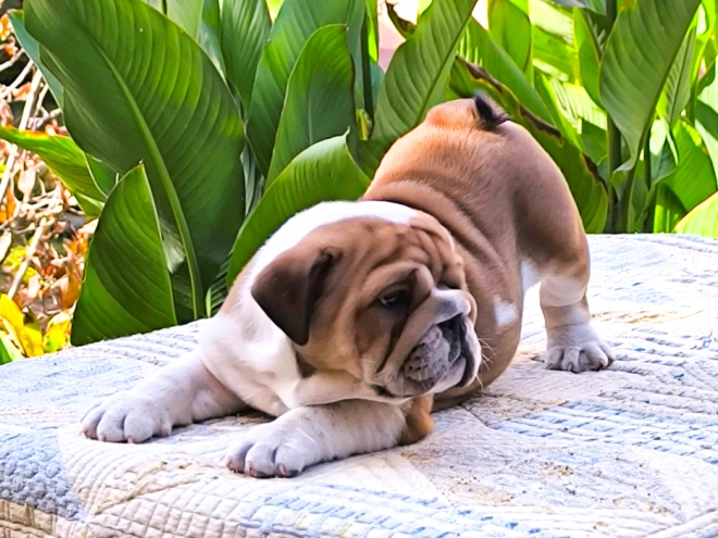 Bulldog puppy for sale