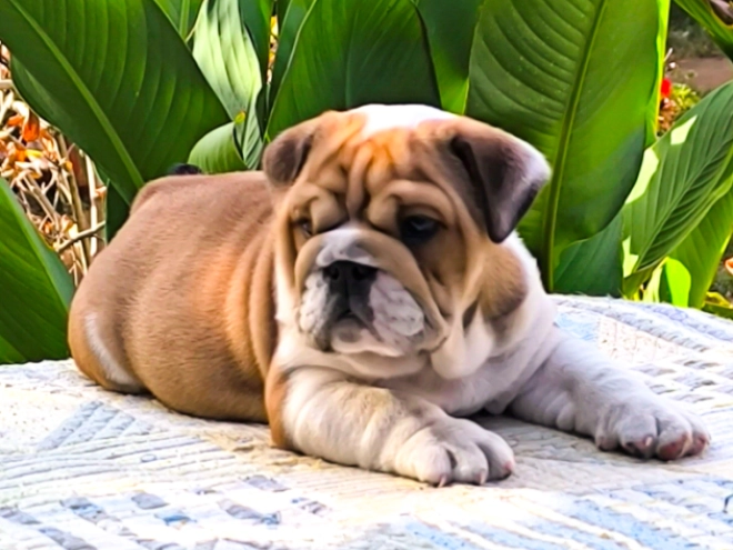 Bulldog puppy for sale