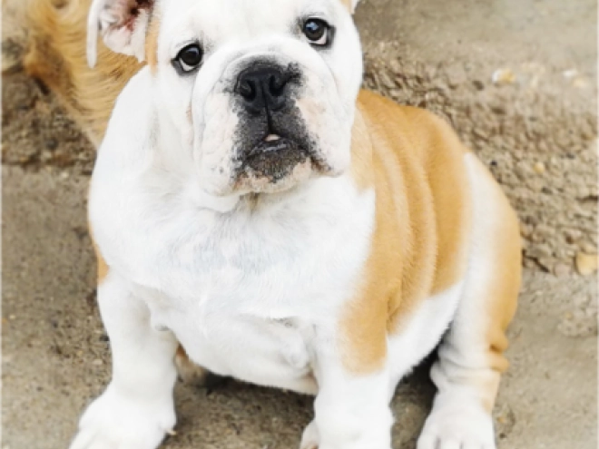 Bulldog puppy for sale