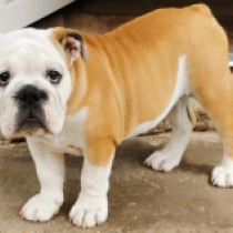 Dinah, red and white Bulldog for sale
