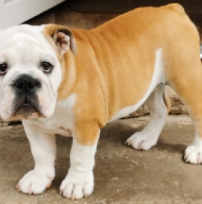 Bulldog puppy for sale