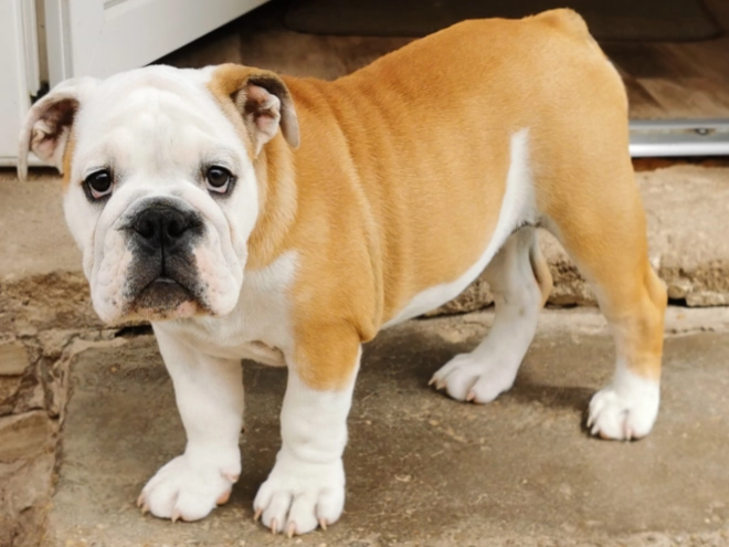 Bulldog puppy for sale