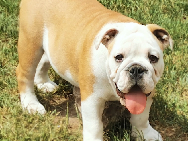 Bulldog puppy for sale