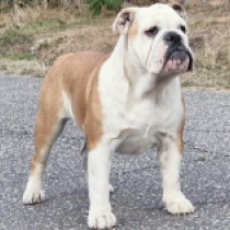 Dinah, red and white Bulldog for sale
