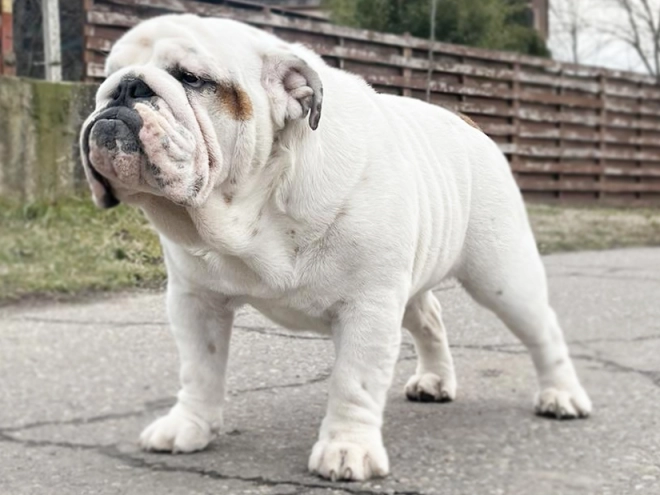 Bulldog puppy for sale