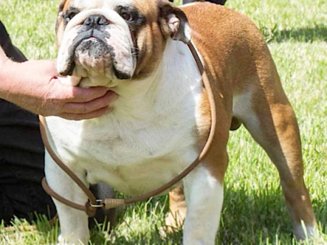 Bulldog puppy for sale