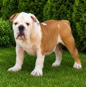Bulldog puppy for sale