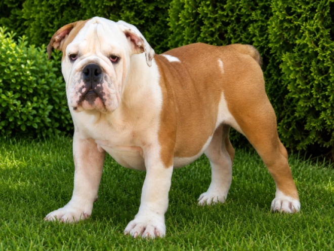 Bulldog puppy for sale
