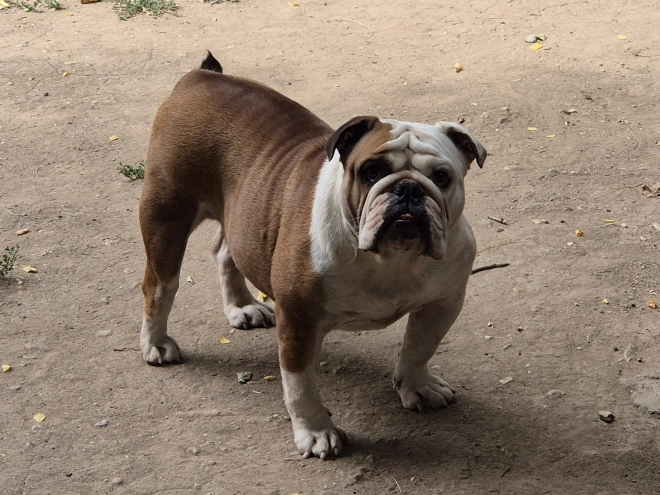 Bulldog puppy for sale