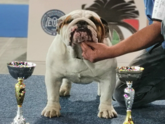 Bulldog puppy for sale