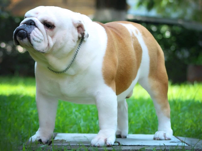 Bulldog puppy for sale