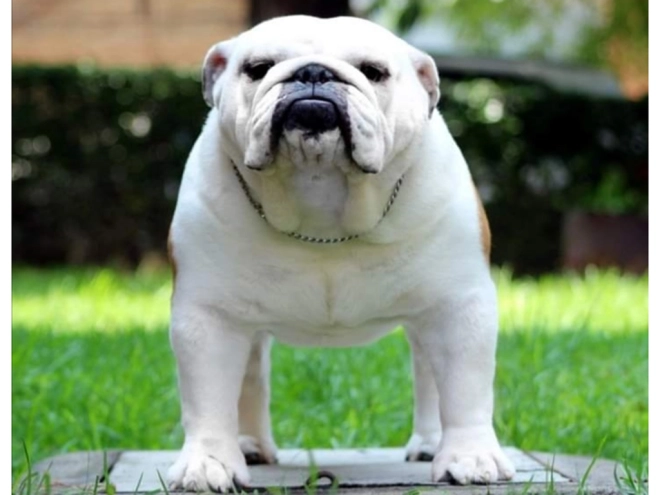 Bulldog puppy for sale