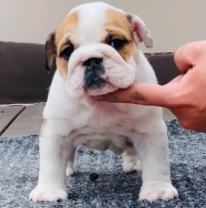 Bulldogge Welpe kaufen