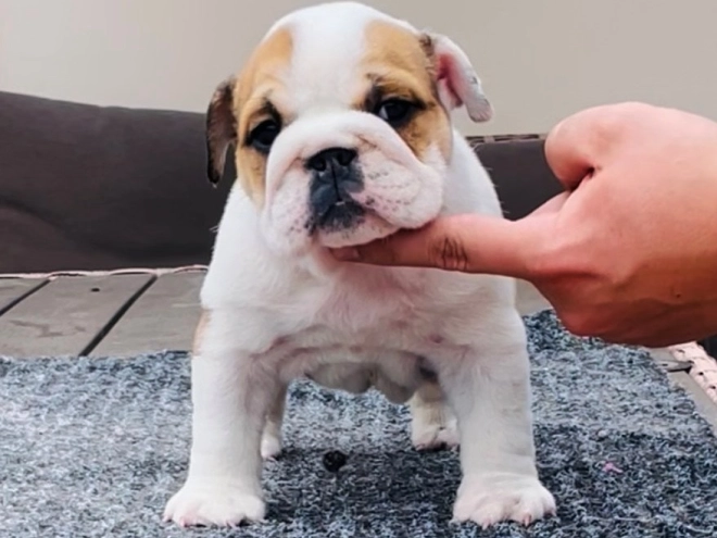 Bulldog puppy for sale