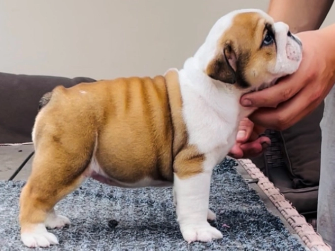 Bulldog puppy for sale