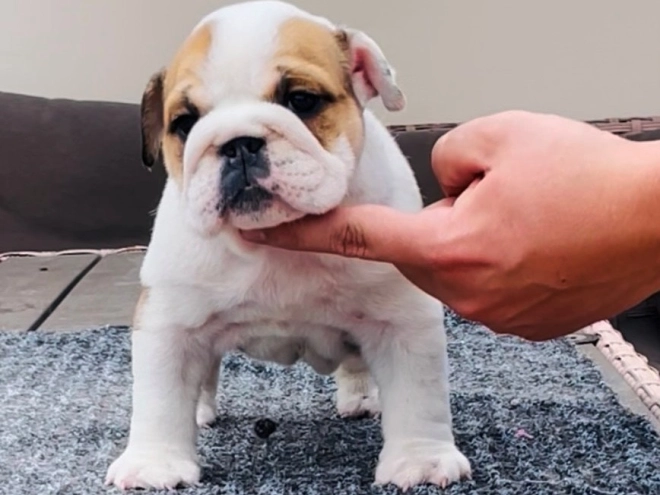 Bulldog puppy for sale