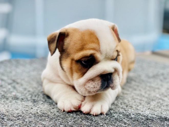 Bulldog puppy for sale