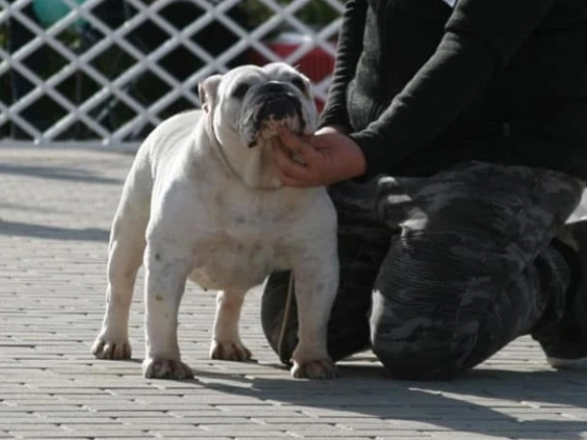Bulldog puppy for sale