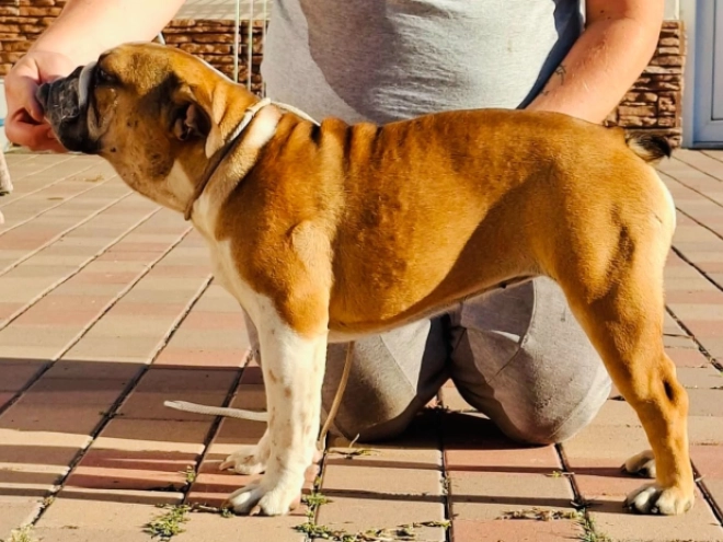 Perros Bulldog en venta