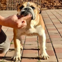 Nina, red and white Bulldogge Welpen kaufen