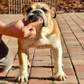 Perros Bulldog en venta
