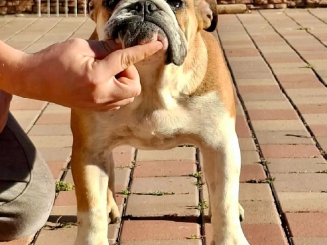 Perros Bulldog en venta