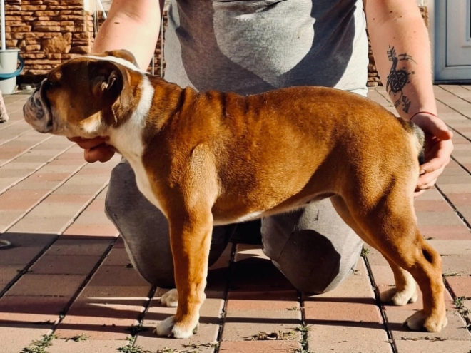 Perros Bulldog en venta