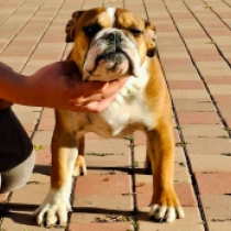 Norin, red and white Bulldogge Welpen kaufen