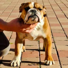 Perros Bulldog en venta