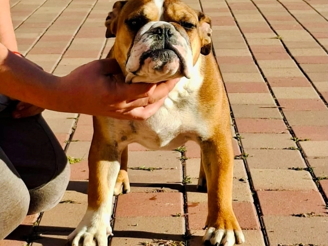 Perros Bulldog en venta