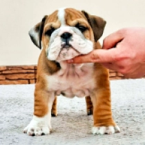 Beauty, red and white Bulldog for sale