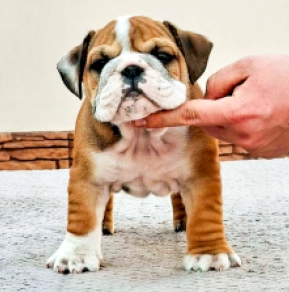 Bulldogge Welpe kaufen